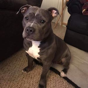 Meet your Posher, Dane